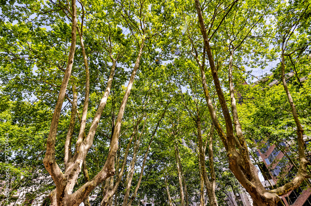 Montevideo, Uruguay - December 22, 2022: Majestic trees with sunlight peeking through in the old town of Montevideo, capital of Uruguay
Montevideo, Uruguay - December 22, 2022: Majestic trees with sunlight peeking through in the old town of Montevideo, capital of Uruguay