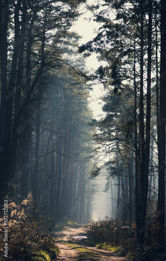 Obraz premium forest path in fog 