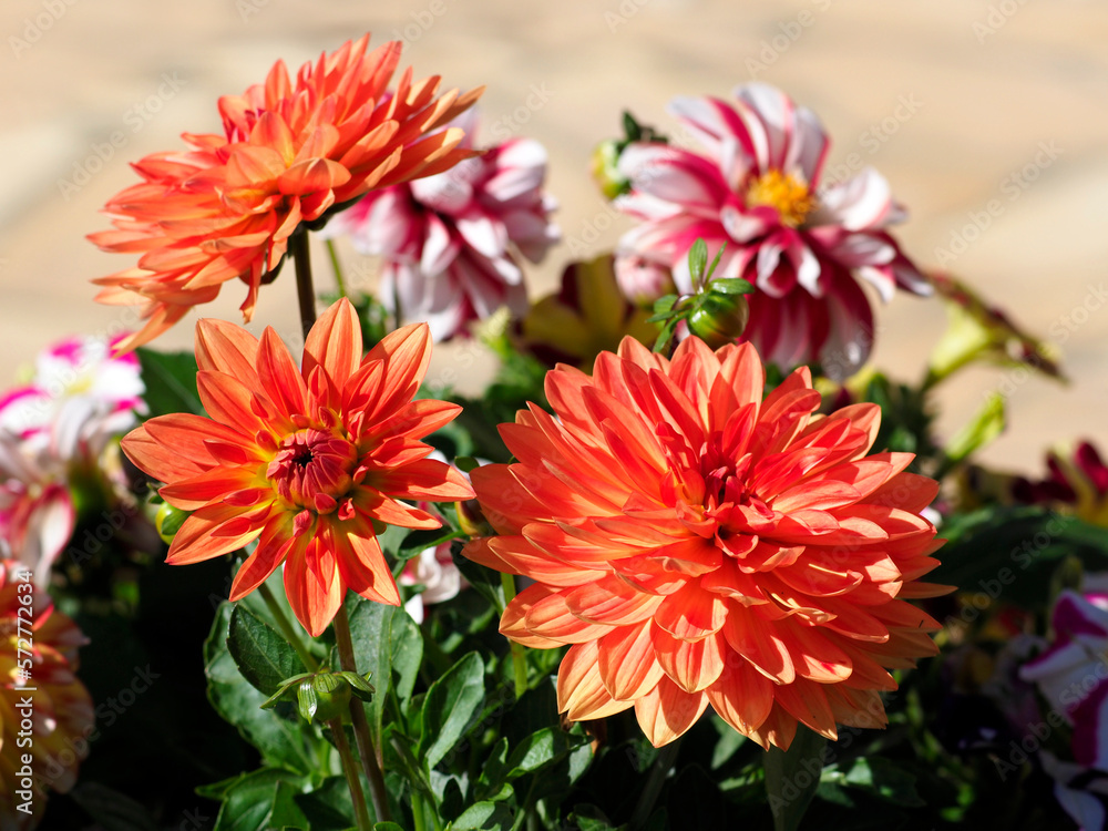 Macro of a red dahlia flower in french garden Macro of a red dahlia flower in french garden