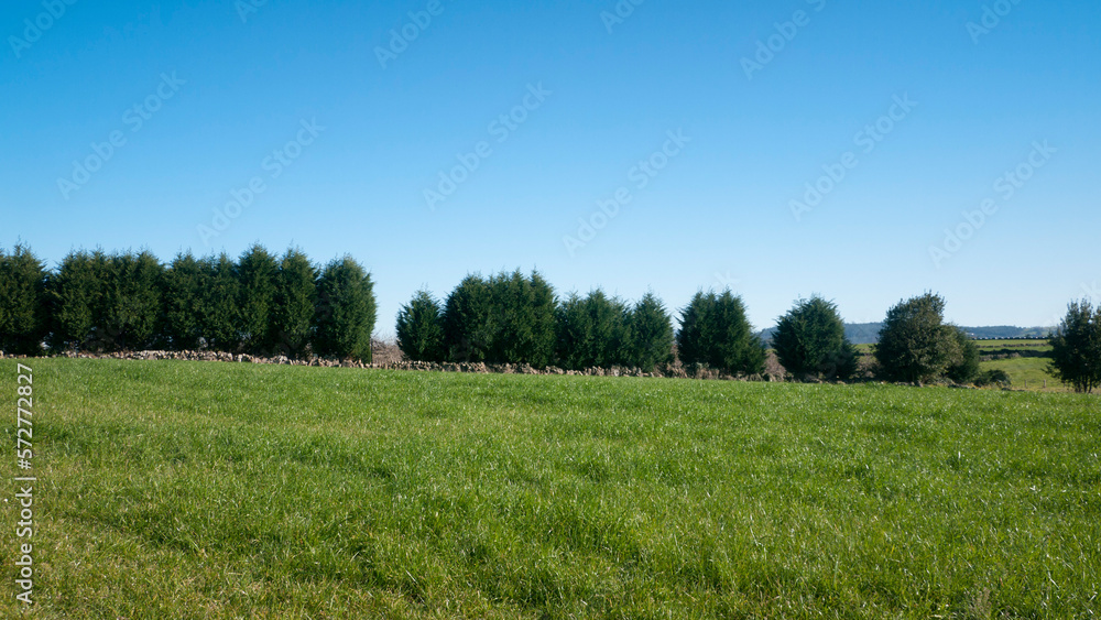 Línea de árboles grandes en límite de pradera de pastos