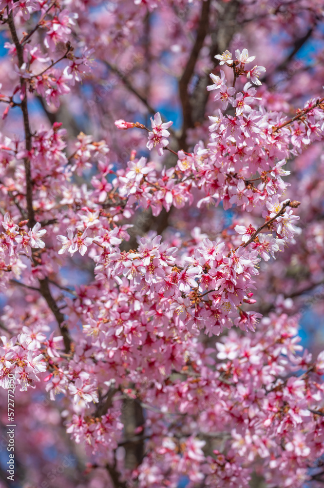 A vertical image of a flowering Prunus subhirtella tree. A vertical image of a flowering Prunus subhirtella tree.