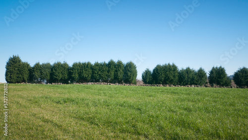 Línea de árboles grandes en límite de pradera de pastos