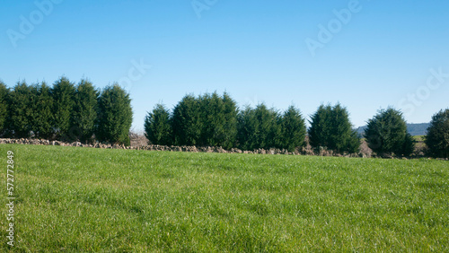 Línea de árboles grandes en límite de pradera de pastos