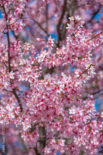 A vertical image of a flowering Prunus subhirtella tree.