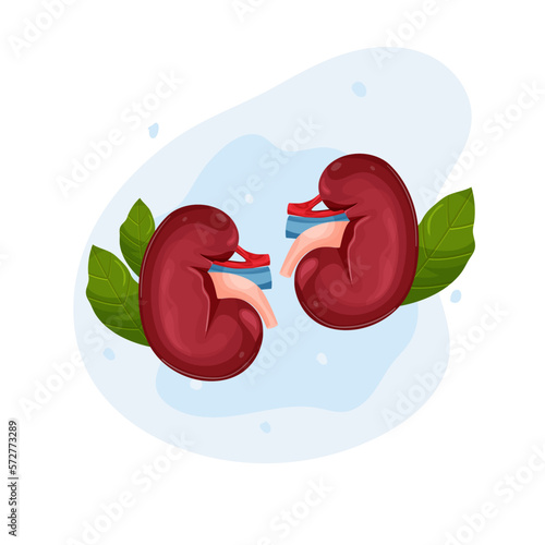 kidneys human organs. cartoon style. kidney day. vector