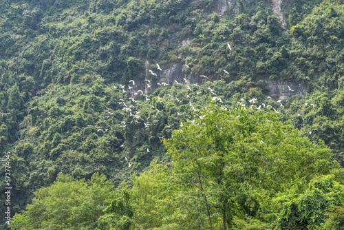 Flock of birds in trees