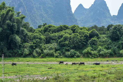 Water Buffalo Li River China