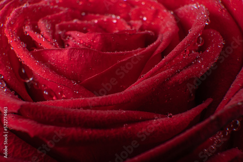 A red rose close up