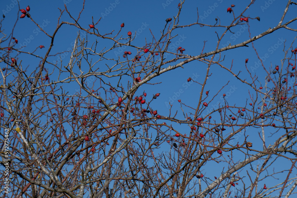 Wild Dog Rose berries (Rosa Canina), growing on bush. Wild Dog Rose berries (Rosa Canina), growing on bush.