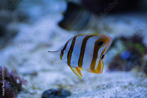 Nahaufnahme von einen Kupferstreifen-Pinzettfisch beim schwimmen im Aquarium mit glänzenden Schuppen
