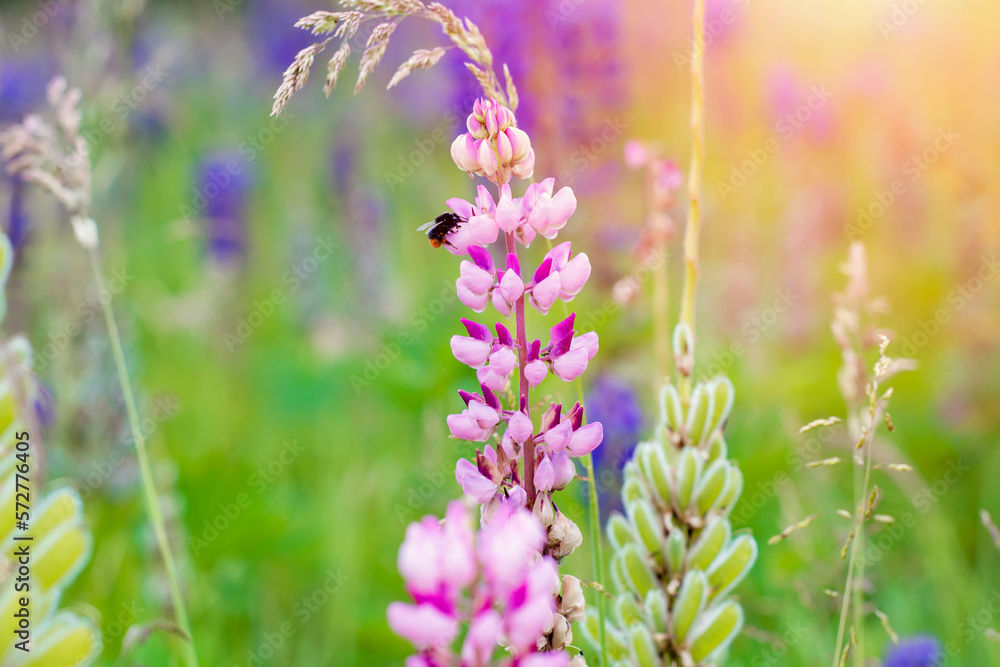 closeup of bumblebee on lupine flowers on meadow at sunset on a warm summer day Summer flowers. Summertime Space for text closeup of bumblebee on lupine flowers on meadow at sunset on a warm summer day Summer flowers. Summertime Space for text