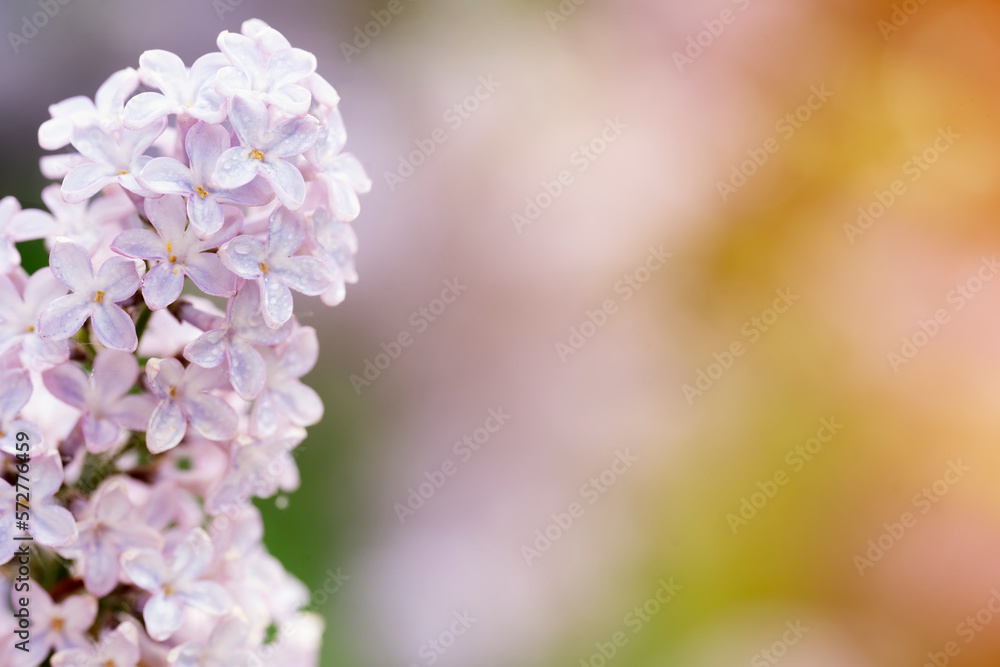 lilac flowers in the spring warm day. Beautiful nature scene with blooming tree and sun flare. Spring flowers. Springtime