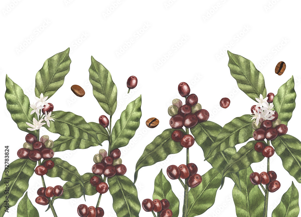 Watercolor frame round of red coffee arabica beans on branch with ...
