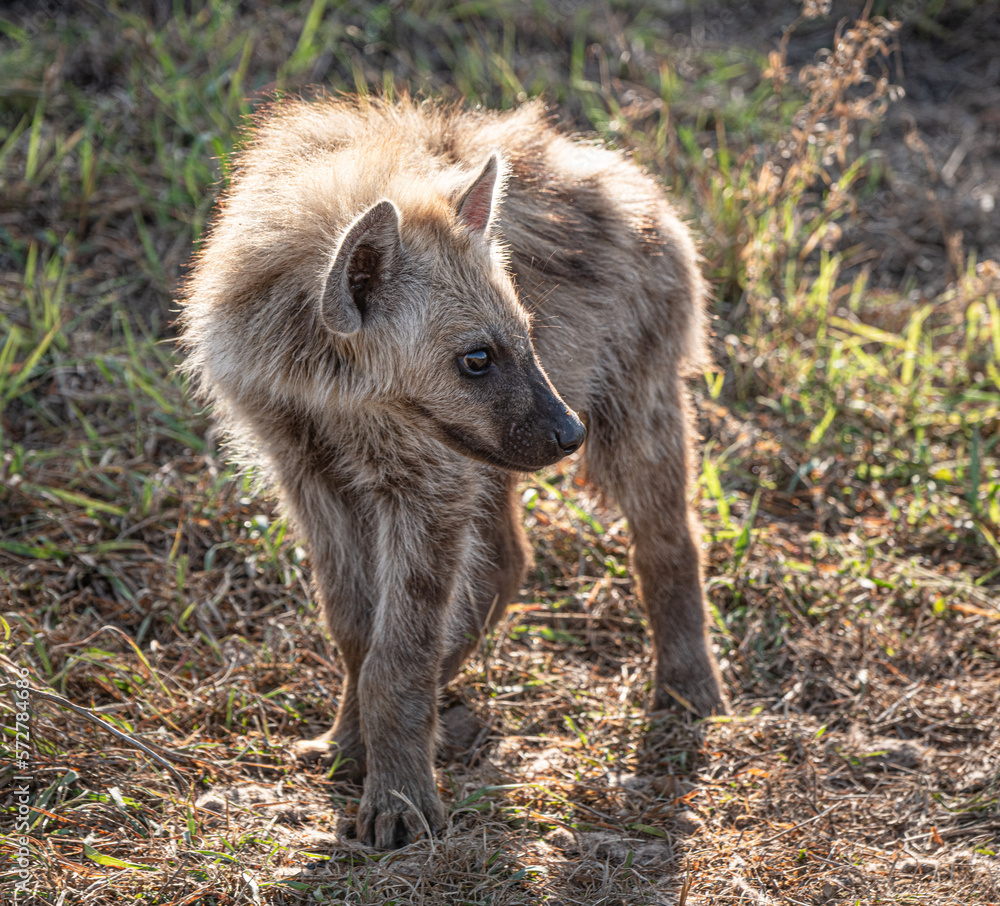 Spotted Baby Hyena (Crocuta Crocuta) in Kruger National Park, South Africa Spotted Baby Hyena (Crocuta Crocuta) in Kruger National Park, South Africa