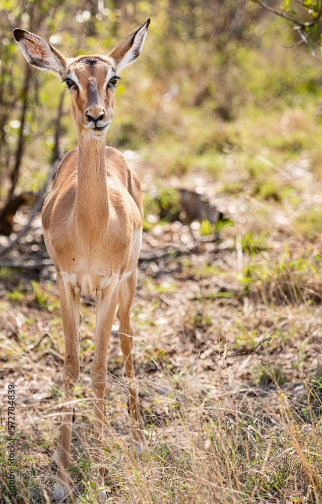 Female Impala (Aepyceros Melampus) portrait in Kruger National Park, South Africa Female Impala (Aepyceros Melampus) portrait in Kruger National Park, South Africa