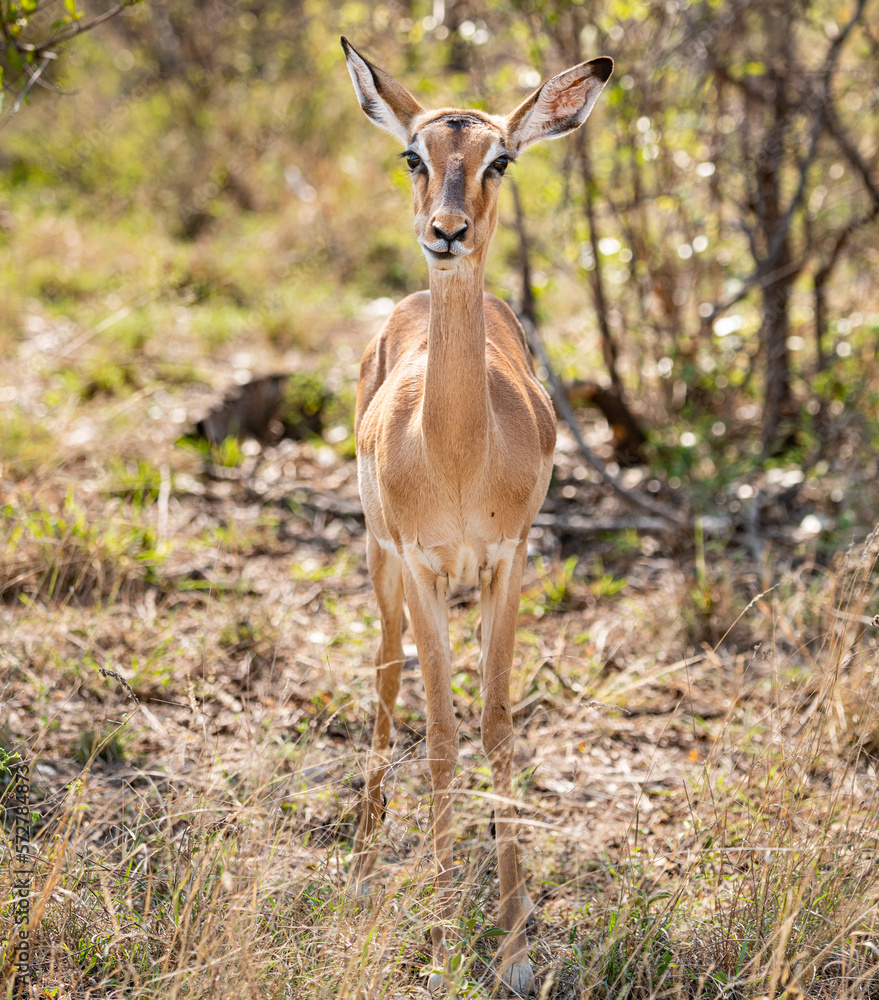 Female Impala (Aepyceros Melampus) portrait in Kruger National Park, South Africa Female Impala (Aepyceros Melampus) portrait in Kruger National Park, South Africa