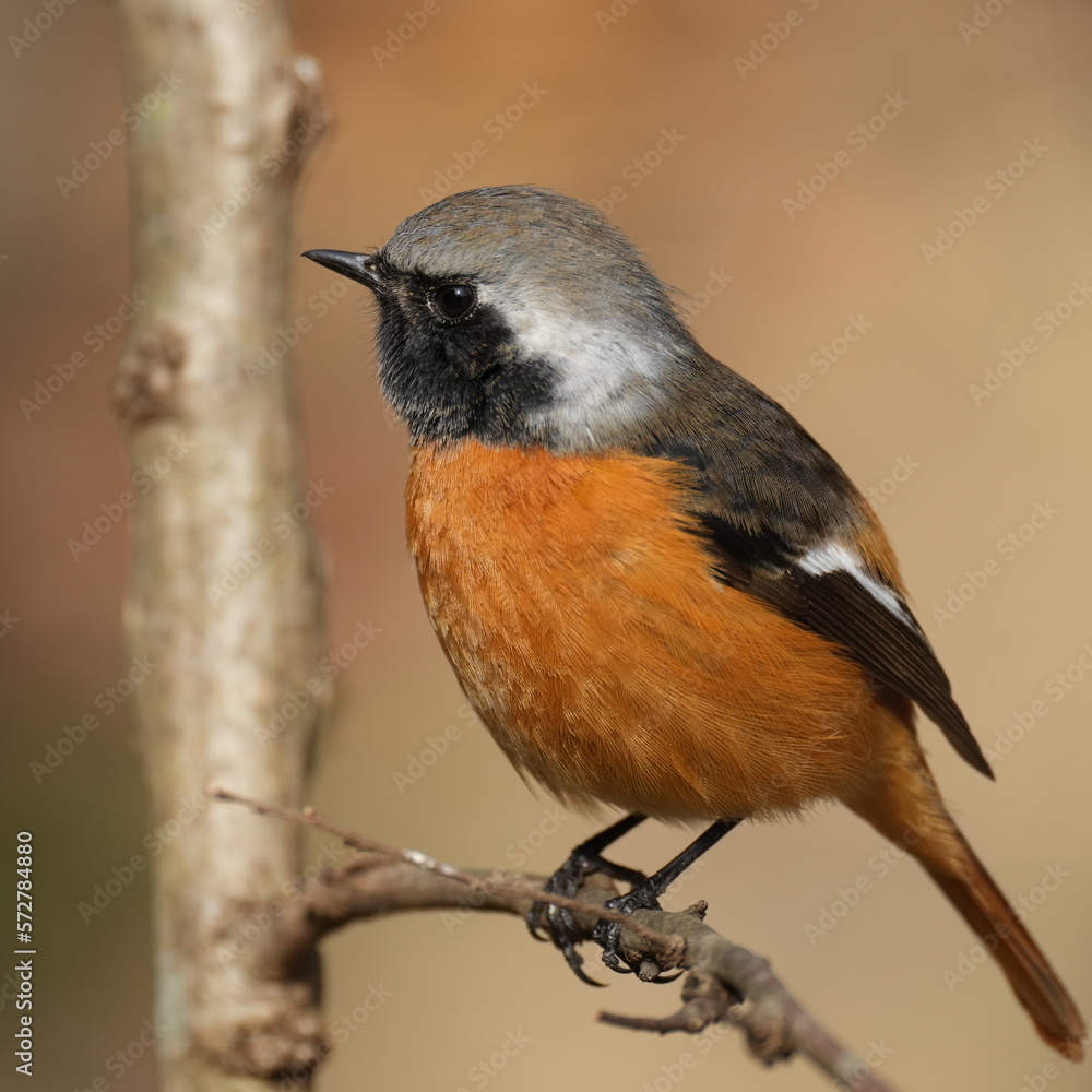 daurian redstart on a branch daurian redstart on a branch