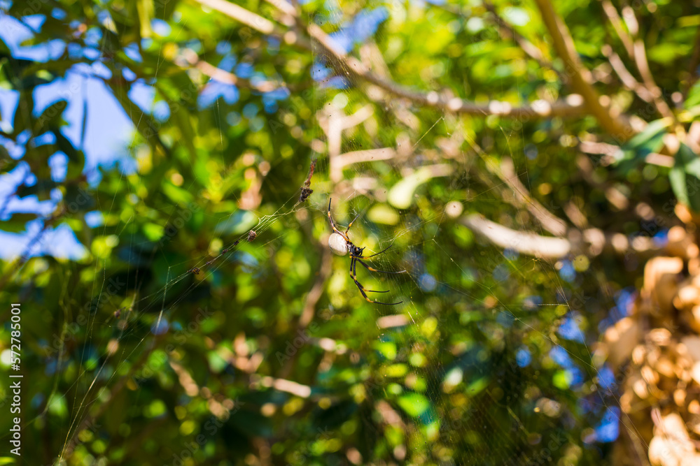 Eastern Golden Orb-Weaving Spider Eastern Golden Orb-Weaving Spider