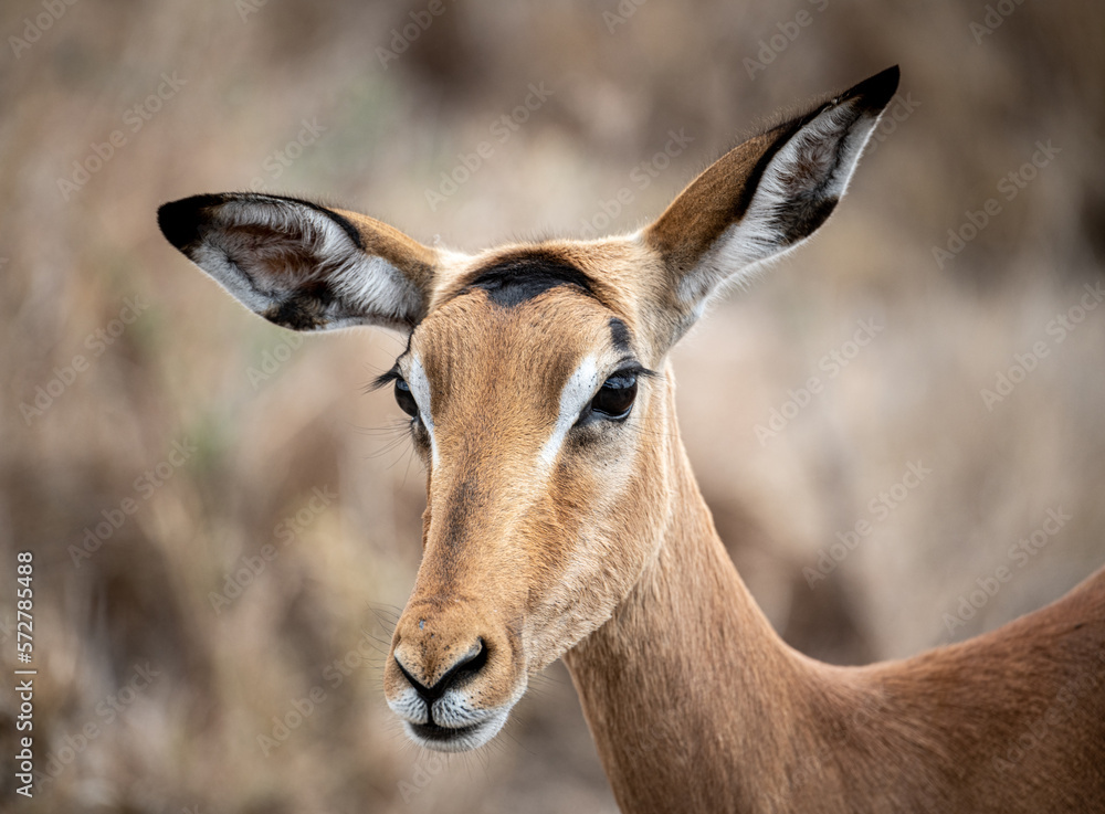 Female Impala portrait (Aepyceros Melampus), Krueger National Park, South Africa Female Impala portrait (Aepyceros Melampus), Krueger National Park, South Africa