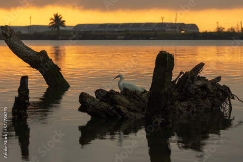 Fotografía de una garza blanca (Ardea Alba) en búsqueda de alimento al amanecer en el río en Tuxpan, Veracruz, México. photo