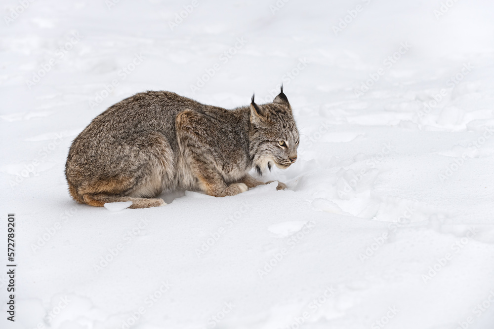 Canadian Lynx (Lynx canadensis) Lays in Snow Ears Back Winter Canadian Lynx (Lynx canadensis) Lays in Snow Ears Back Winter