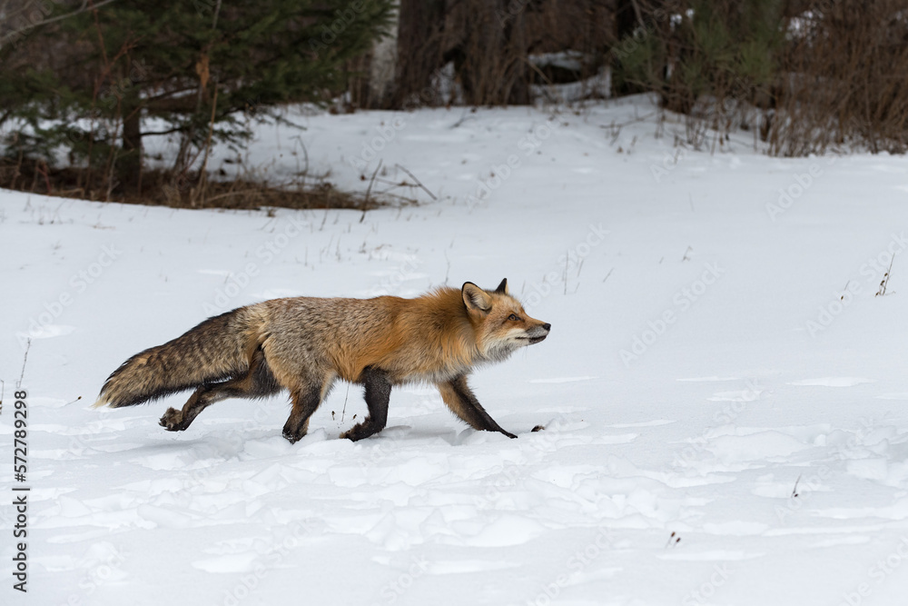 Fototapeta premium Red Fox (Vulpes vulpes) Runs Right Looking Up Winter