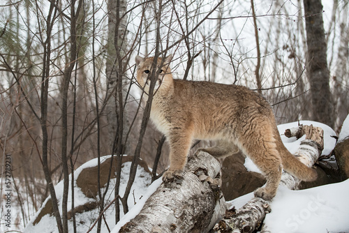 Female Cougar (Puma concolor) Stands Behind Brush Atop Log Winter