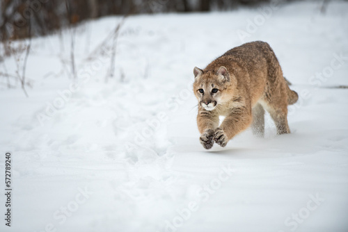 Female Cougar (Puma concolor) Runs Forward Paws Together Winter