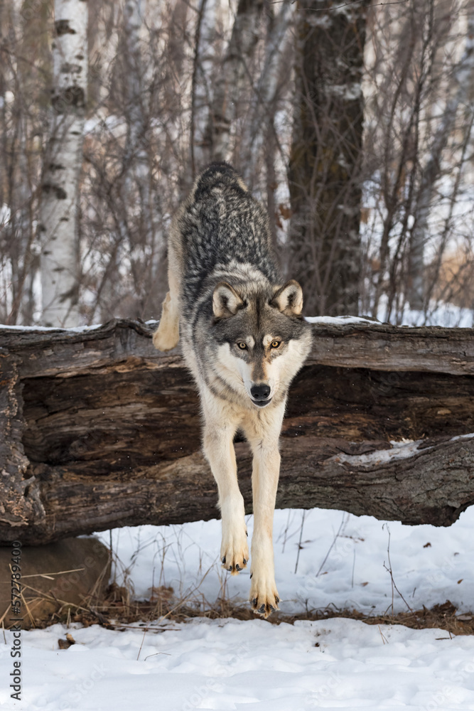 Grey Wolf (Canis lupus) Looks Out While Leaping Off Log Winter