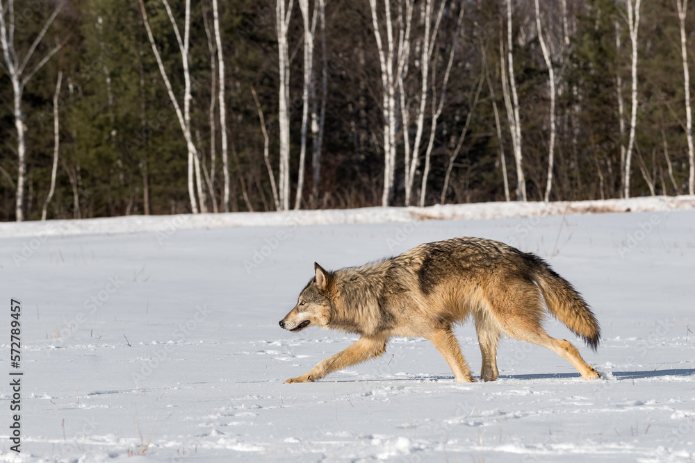 Grey Wolf (Canis lupus) Runs Left Across Field Head Down Winter