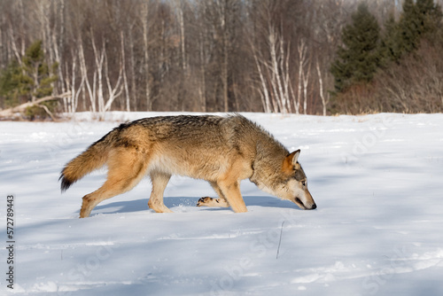 Grey Wolf (Canis lupus) Steps Through Snow Nose Down Winter
