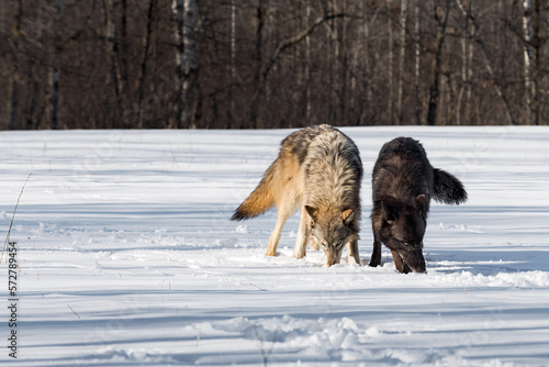 Grey and Black Phase Wolves (Canis lupus) Sniff in Snow Winter