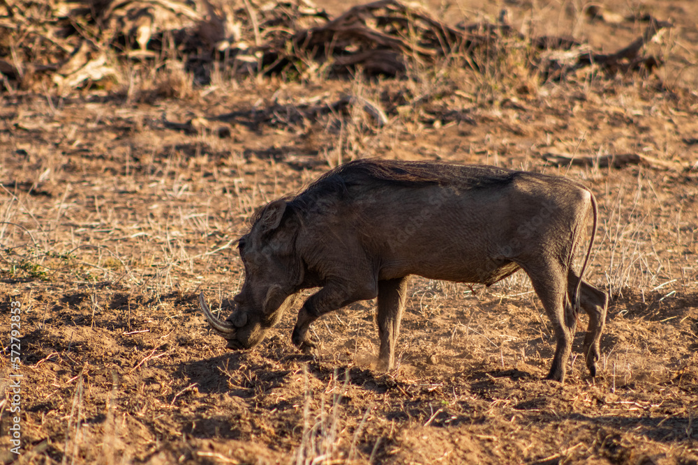 Wild boars in the african savannah Wild boars in the african savannah