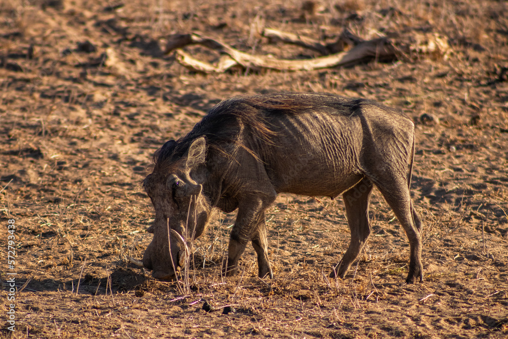 Wild boars in the african savannah Wild boars in the african savannah