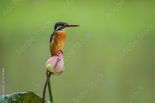 Fotografie A common kingfisher alcedo atthis native to Eurasia standing on a pink lotus wit