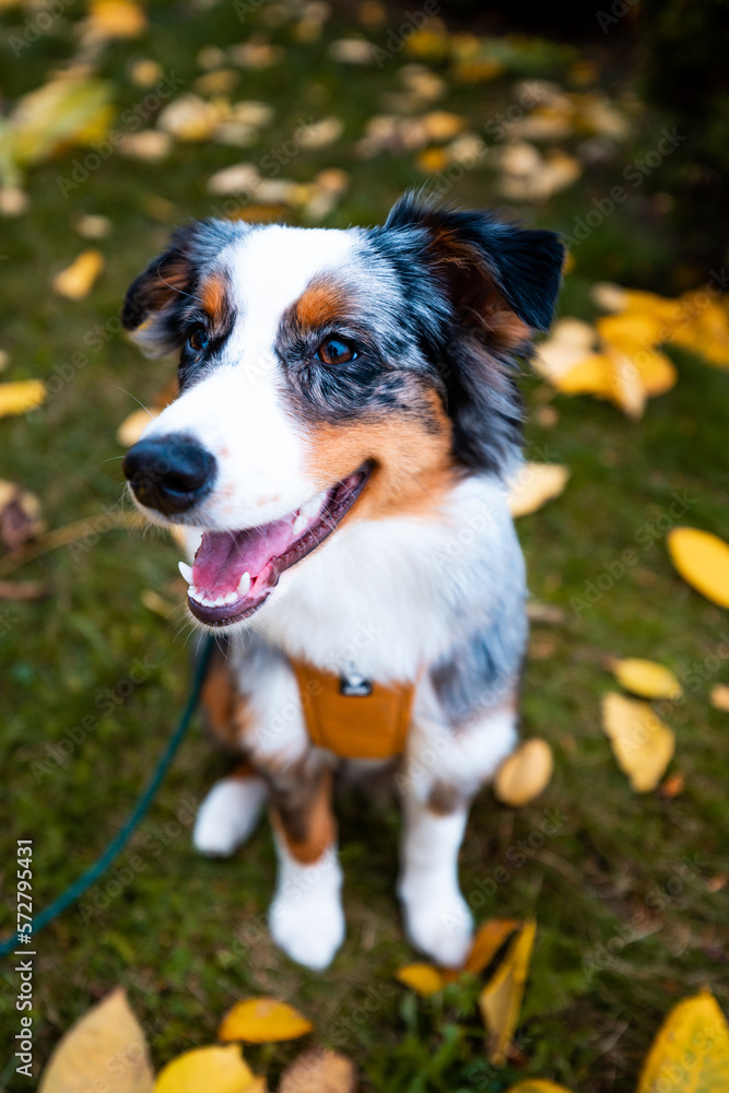Adorable Australian Shepherd Puppy in forest. A Bundle of Fluff and Love Ready to Steal Your Heart