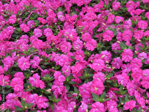 Wallpaper Mural new guinea pink flower scient. name Impatiens hawkeri Torontodigital.ca