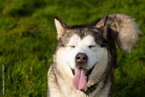 Smile malamute dog on field