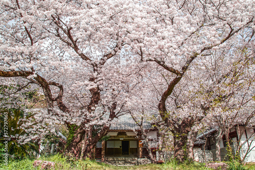 cherry blossom tree © nakano