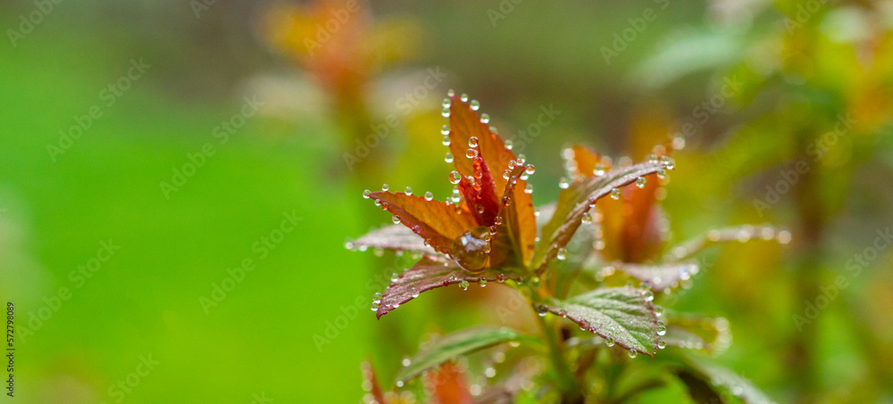 beautiful wet leaves for background close-up beautiful wet leaves for background close-up