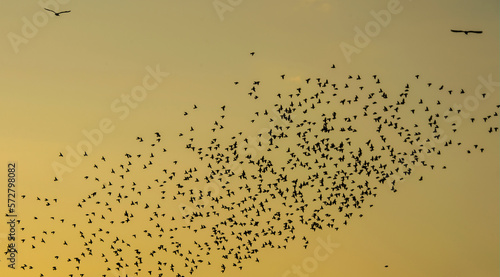 flock of birds at sunset for banner background