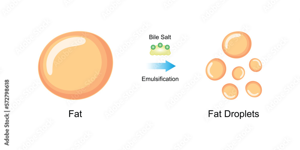 Scientific Designing of Fat Emulsification and Fat Digestion. Vector