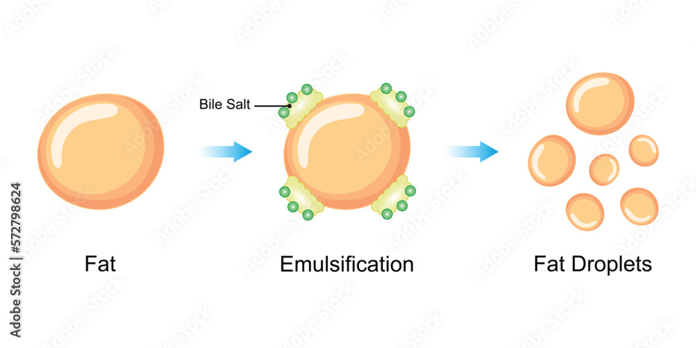 Scientific Designing of Fat Emulsification and Fat Digestion. Vector