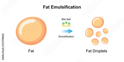 Scientific Designing of Fat Emulsification and Fat Digestion. Vector Illustartion. photo