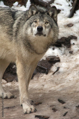 Grey wolf in a snowy forest