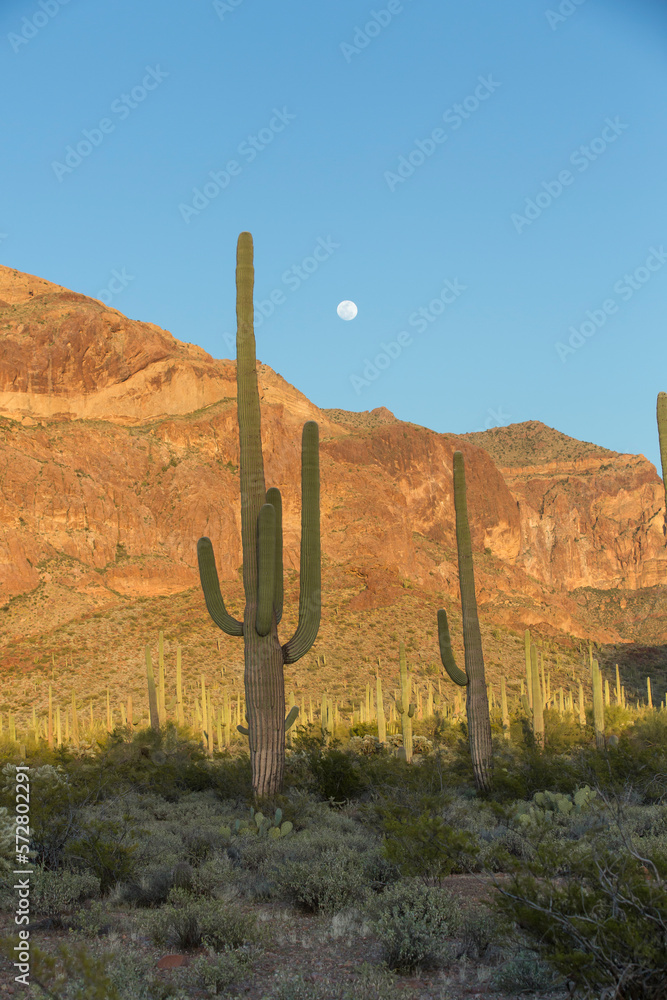 Saguaros, Moon and Mountain