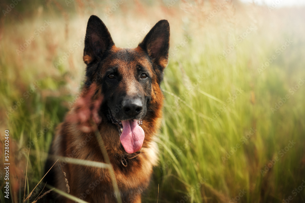 Portrait of a smart german shepherd dog among the green grass Portrait of a smart german shepherd dog among the green grass