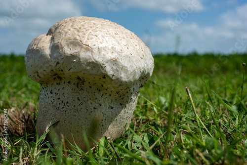 Calvatia cf. utriformis, kingdom Fungi, one of the largest mushrooms from Argentina and Chile, in a field of Balcarce, Argentina photo