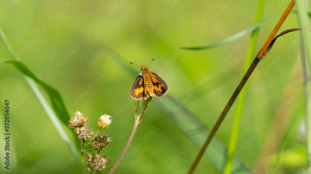 Potanthus omaha, commonly known as the lesser dart, is a species of skipper butterflies Potanthus omaha, commonly known as the lesser dart, is a species of skipper butterflies