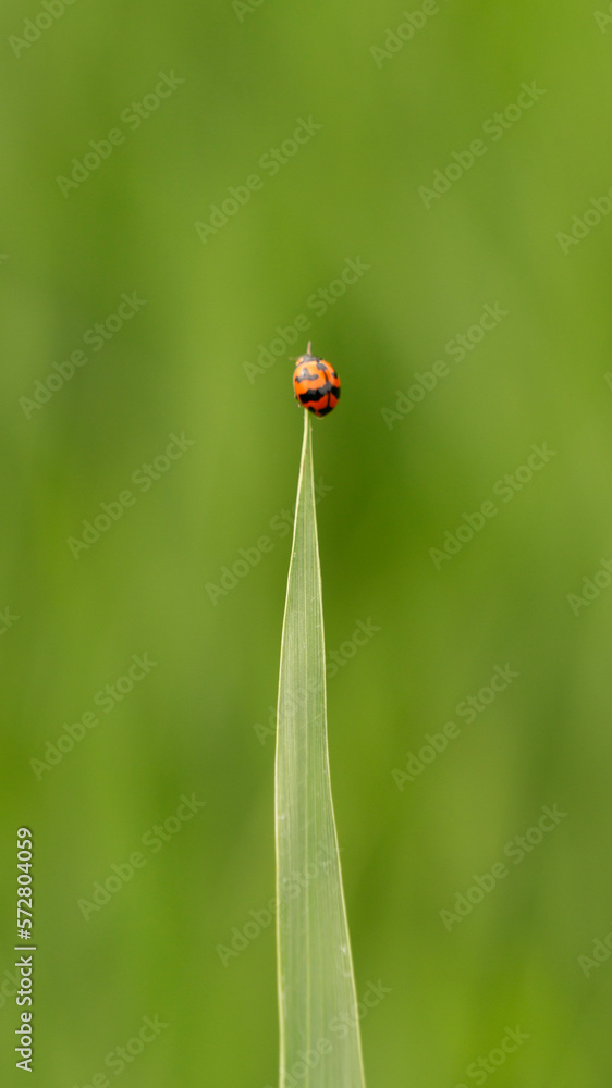 The Milkweed Leaf Beetle (Labidomera clivicollis) is a small beetle species with a distinctively vibrant metallic green coloration and black spots on its wing covers The Milkweed Leaf Beetle (Labidomera clivicollis) is a small beetle species with a distinctively vibrant metallic green coloration and black spots on its wing covers